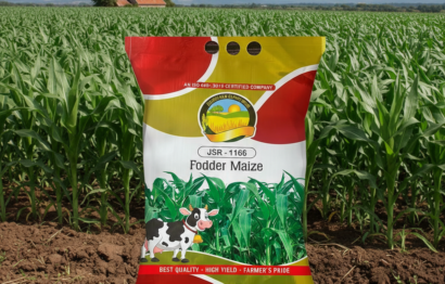 maize 012sa